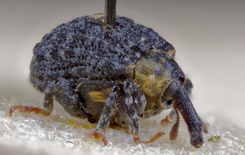 Réf. 261 647 : Cionus sp.